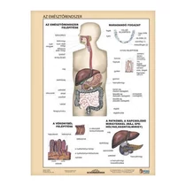 Tanulói munkalap STIEFEL A/4 emésztőrendszer - emésztés Tanulói munkalap STIEFEL A/4 emésztőrendszer - emésztés