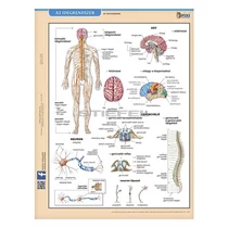Tanulói munkalap STIEFEL A/4 idegrendszer Tanulói munkalap STIEFEL A/4 idegrendszer